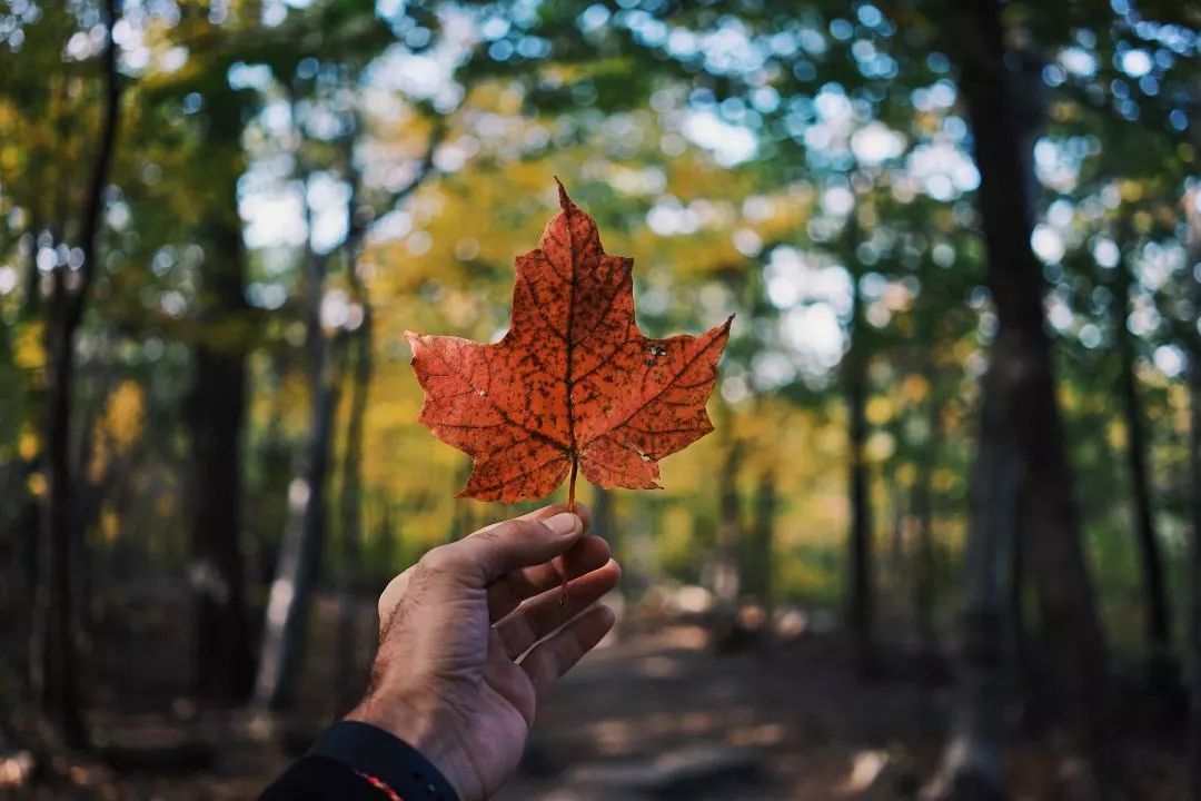 The benefits of Maple Leaf Card