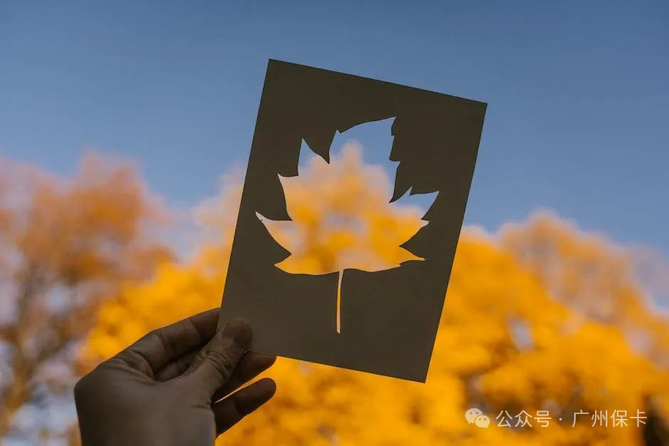 Maple Leaf Card Picture_Wple Leaf Card Renewal_ "Maple Leaf Card"