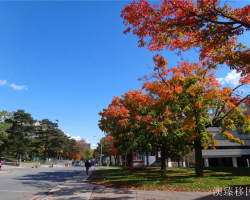 Chinese Maple Leaf Card Holders Apply For Canadian Permanent Resident Travel Documents To 95%
